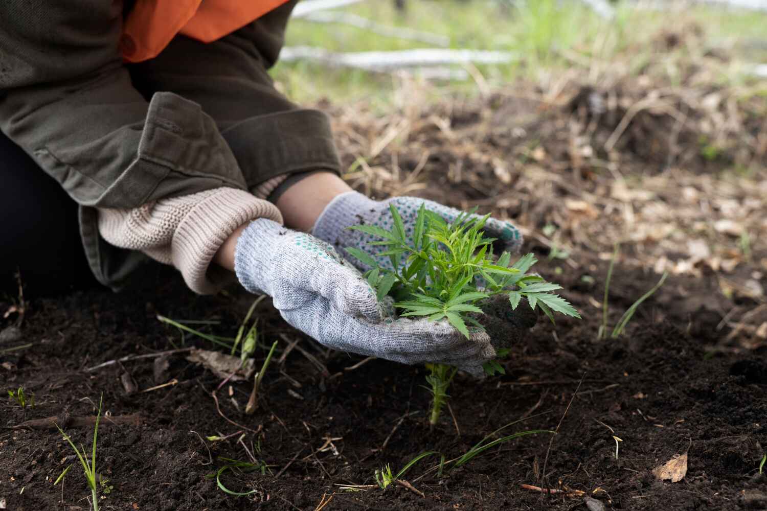 Best Tree Cutting Near Me  in USA